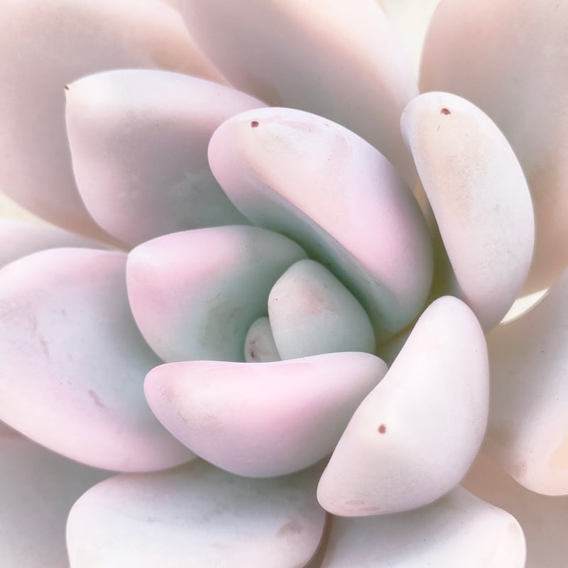 多肉植物　特別価格　オパリナ錦ホワイトピンク覆輪斑　抜き苗 オパリナ錦 グラプトベリア カット苗 | 多肉植物カット苗の通販