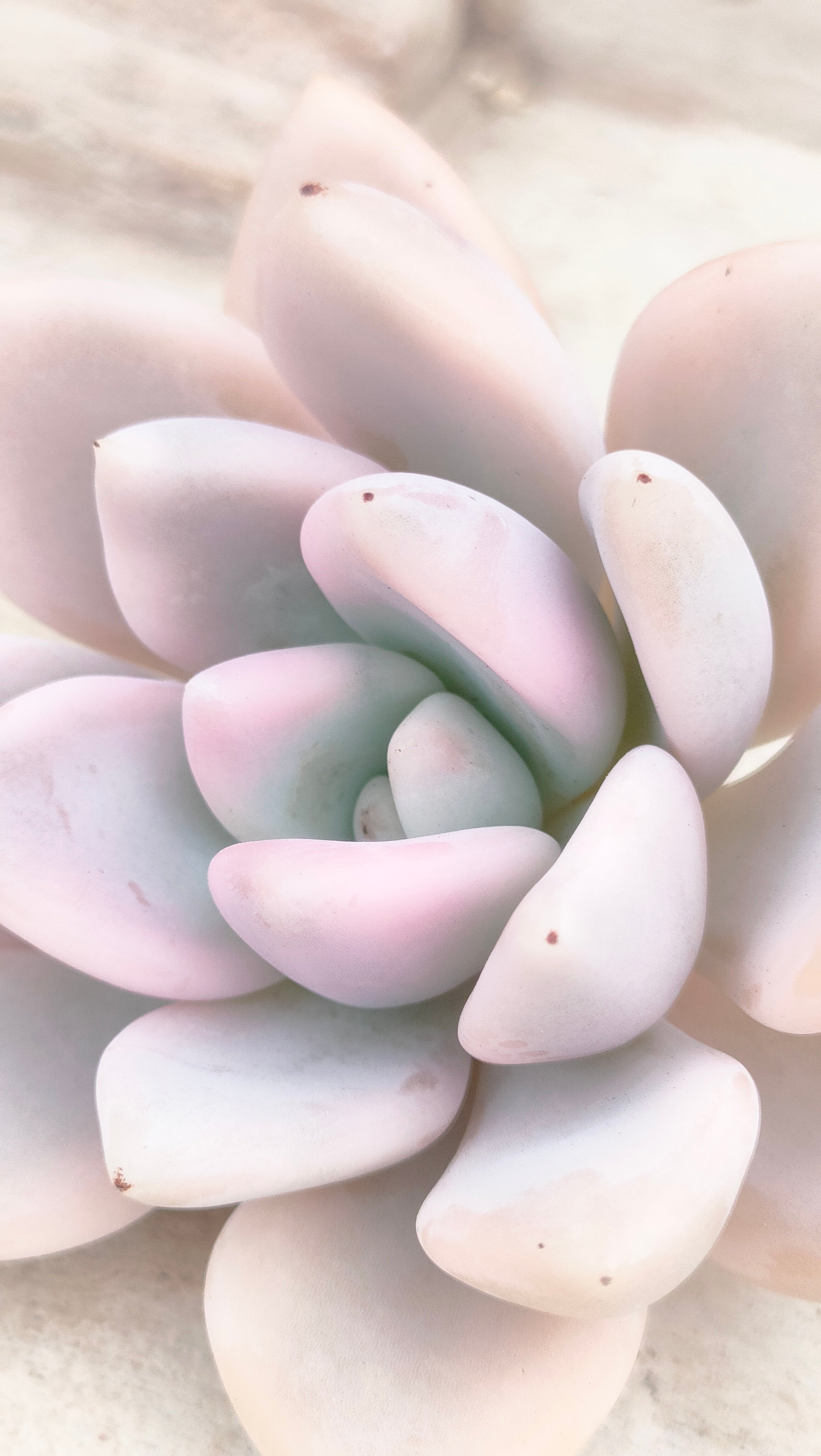 オパリナ錦 グラプトベリア カット苗 | 多肉植物カット苗の通販