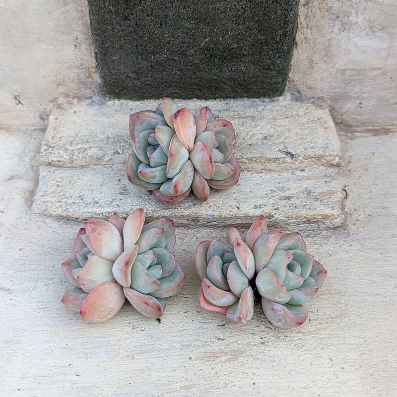 シュークリーム エケベリア カット苗 | 多肉植物カット苗の通販