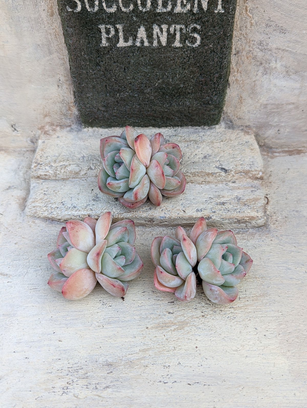 シュークリーム エケベリア カット苗 | 多肉植物カット苗の通販