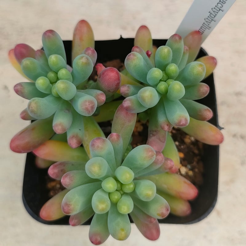 多肉植物　摘芯株　乙女心錦　群生抜き苗 乙女心 セダム 抜き苗 | 多肉植物カット苗の通販 | エケベリア(韓国苗