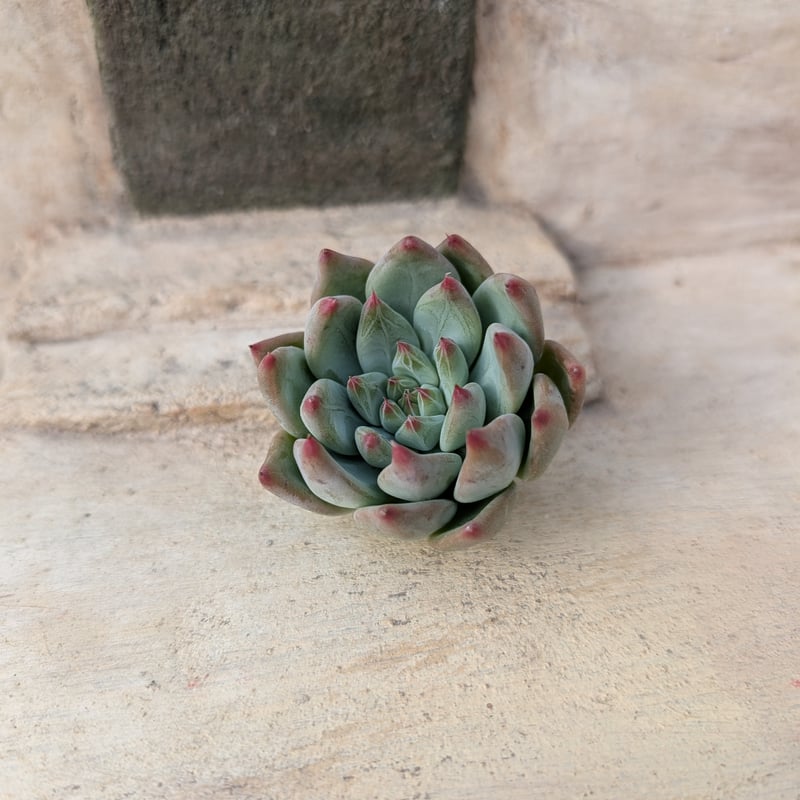 シャキノ エケベリア カット苗 | 多肉植物カット苗の通販 | エケベリア