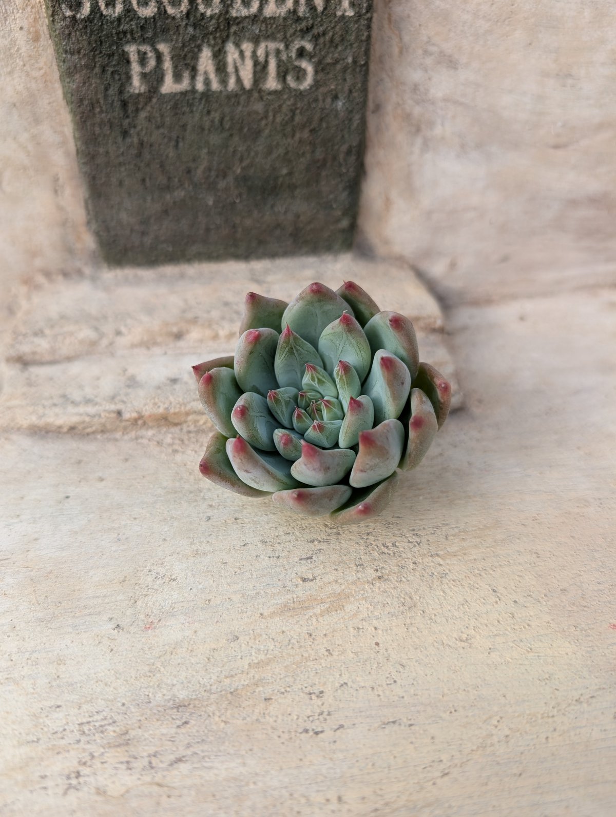 シャキノ エケベリア カット苗 | 多肉植物カット苗の通販 | エケベリア