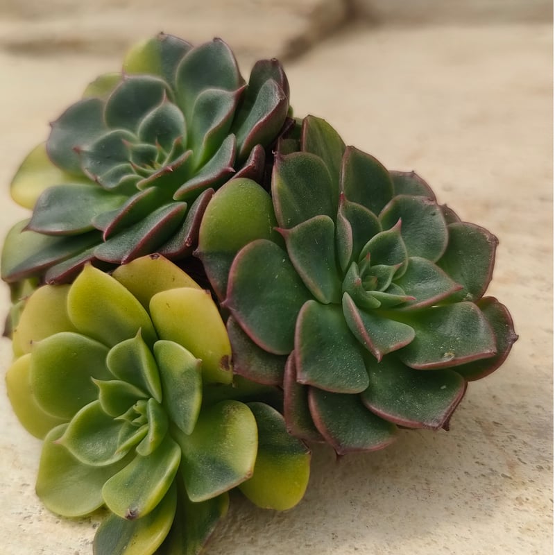 ビバチリ錦 エケベリア カット苗 | 多肉植物カット苗の通販