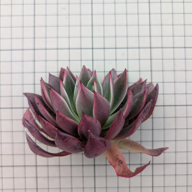 レゾン エケベリア カット苗 | 多肉植物カット苗の通販 | エケベリア