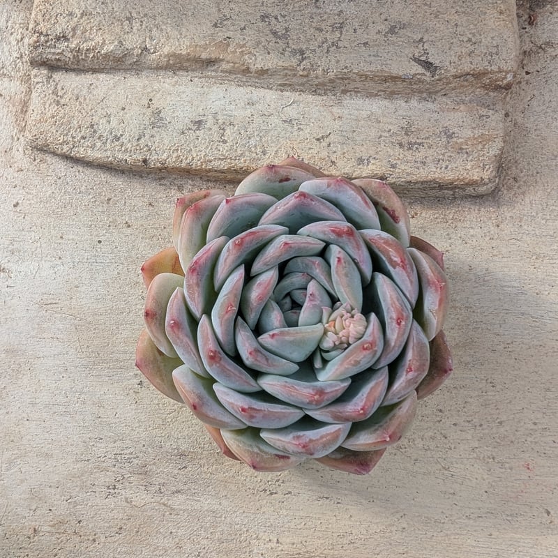 スイレン エケベリア カット苗 | 多肉植物カット苗の通販 | エケベリア