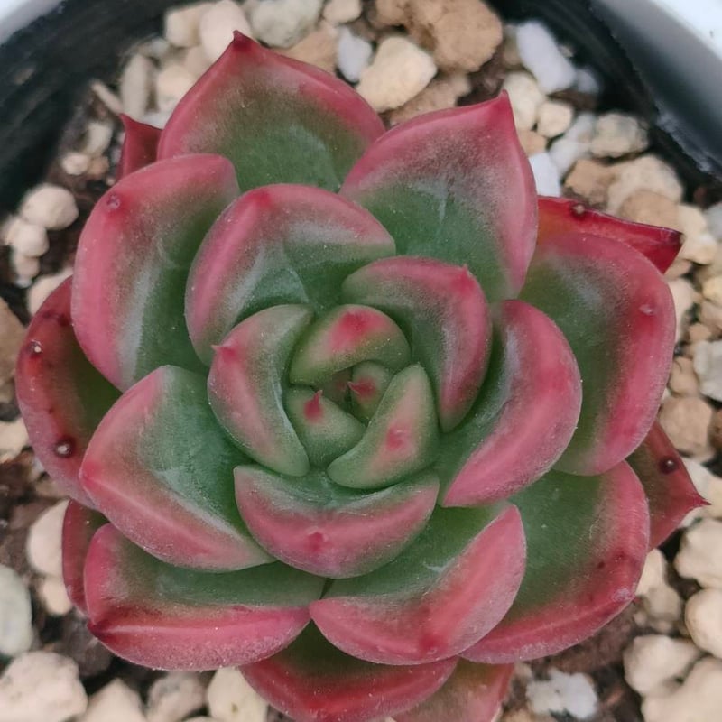 フロリディティール エケベリア 抜き苗 | 多肉植物カット苗の通販