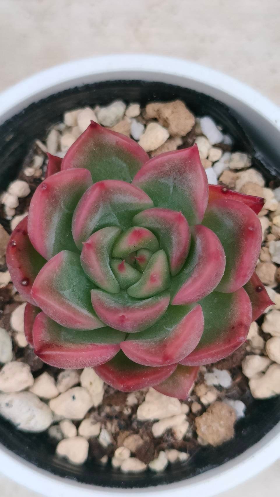フロリディティール エケベリア 抜き苗 | 多肉植物カット苗の通販