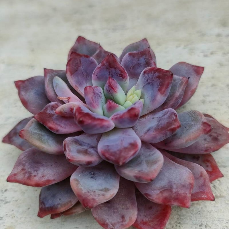 デボリューション エケベリア カット苗 | 多肉植物カット苗の通販