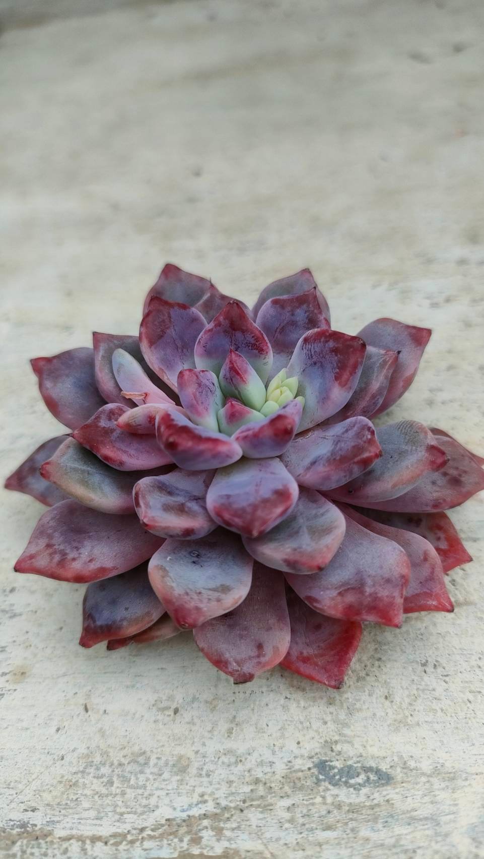 韓国苗♪ノーブル♪カット苗♪ 韓国苗♪ノーブル♪カット苗♪ 韓国苗♪ノーブル♪カット苗♪