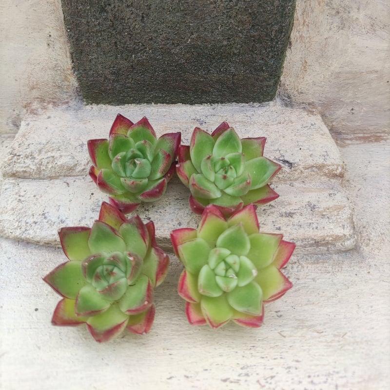 スリラーパール(大苗)◎多肉植物 カット苗 韓国苗 エケベリア等 スリラーパール(大苗)◎多肉植物 カット苗 韓国苗 エケベリア等