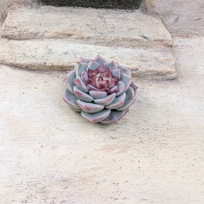 レッドベルベット エケベリア カット苗 | 多肉植物カット苗の通販