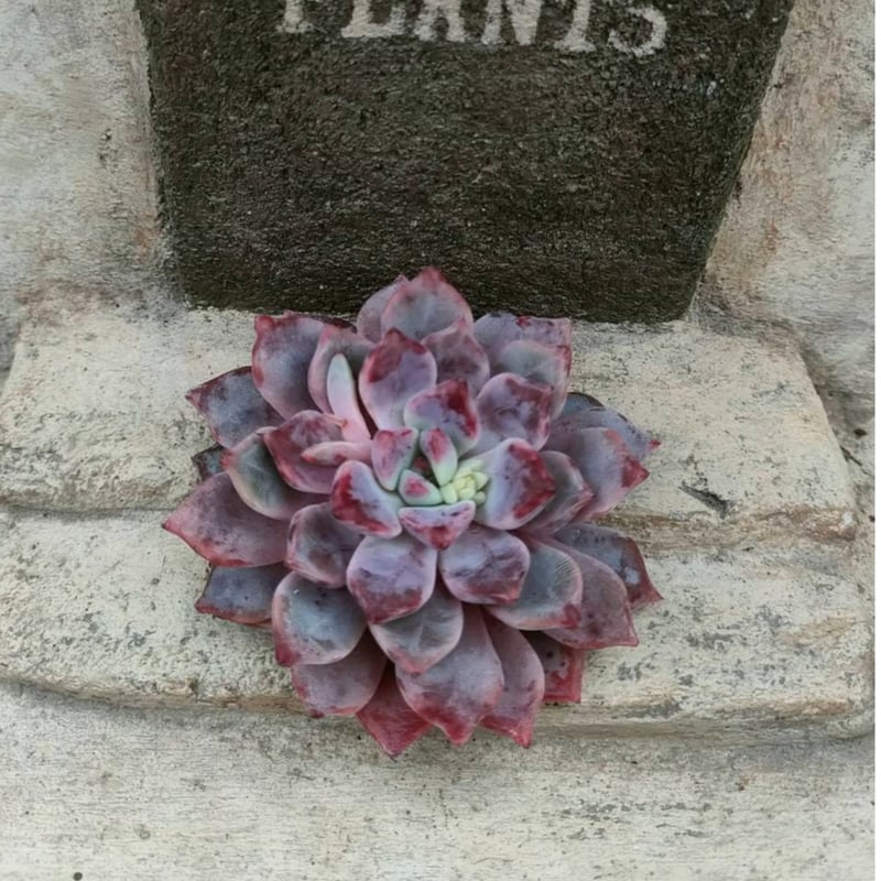 デボリューション エケベリア カット苗 | 多肉植物カット苗の通販