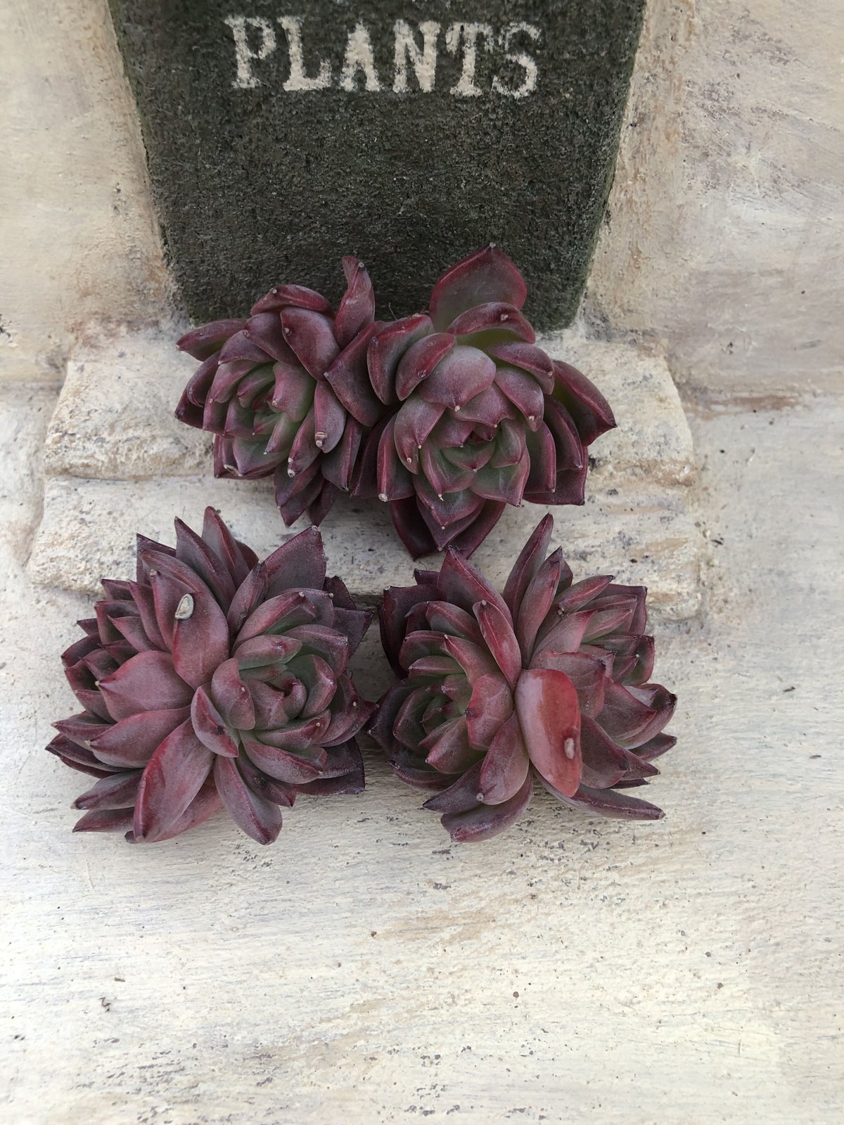 ペガサス◎多肉植物 カット苗 韓国苗 エケベリア等 ペガサス◎多肉植物 カット苗 韓国苗 エケベリア等