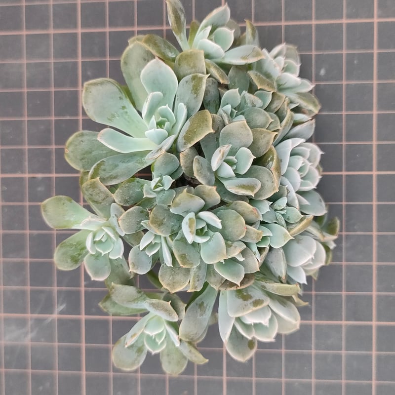 ルンヨニー群生 エケベリア カット苗 | 多肉植物カット苗の通販
