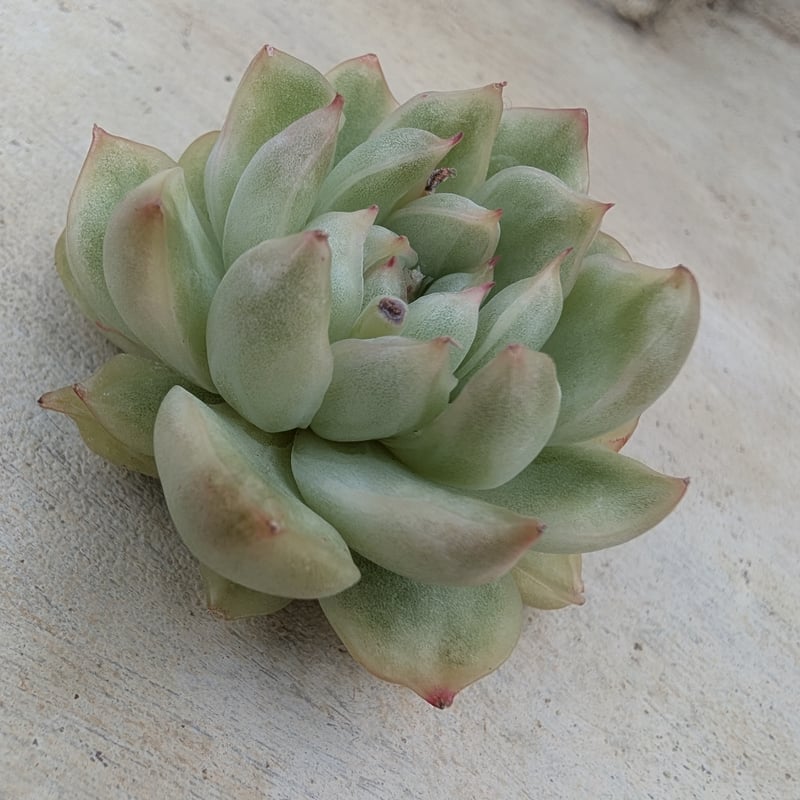 アイスエイジ錦 エケベリア カット苗 | 多肉植物カット苗の通販