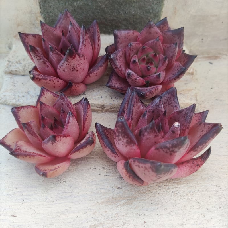 ロメオ エケベリア カット苗 | 多肉植物カット苗の通販