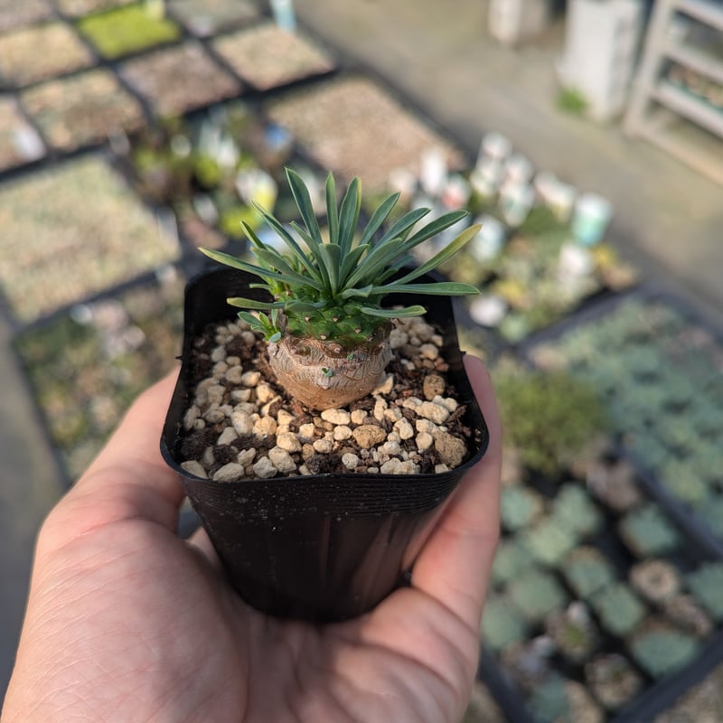 峨眉山 ユーフォルビア 抜き苗 | 多肉植物カット苗の通販 | エケベリア 