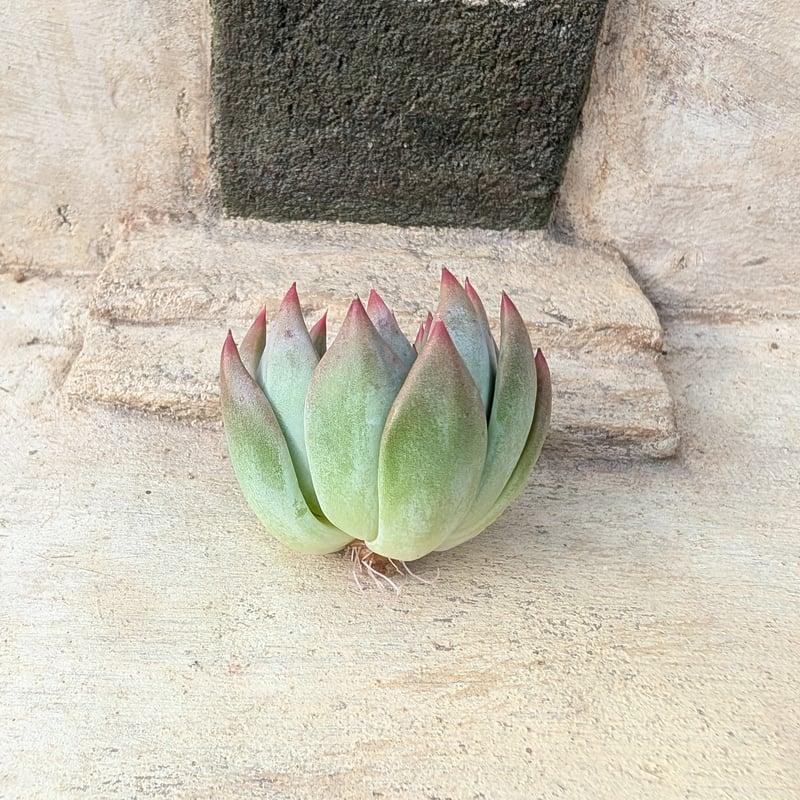 シャキノ エケベリア カット苗 | 多肉植物カット苗の通販 | エケベリア