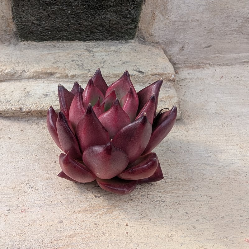 フランク エケベリア カット苗 | 多肉植物カット苗の通販 | エケベリア