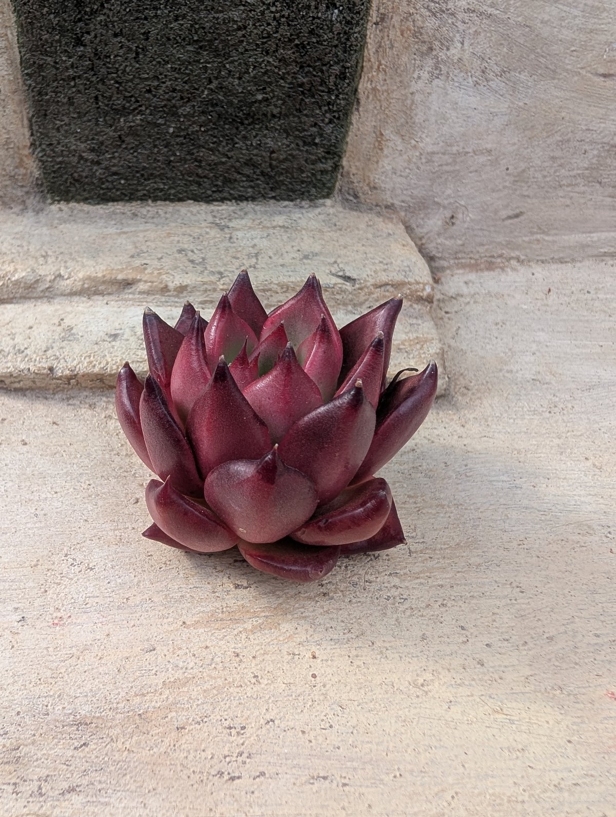 フランク エケベリア カット苗 | 多肉植物カット苗の通販 | エケベリア