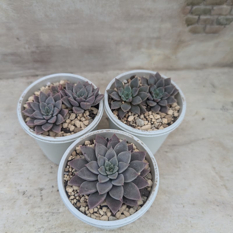 エルメス エケベリア 抜き苗 | 多肉植物カット苗の通販 | エケベリア