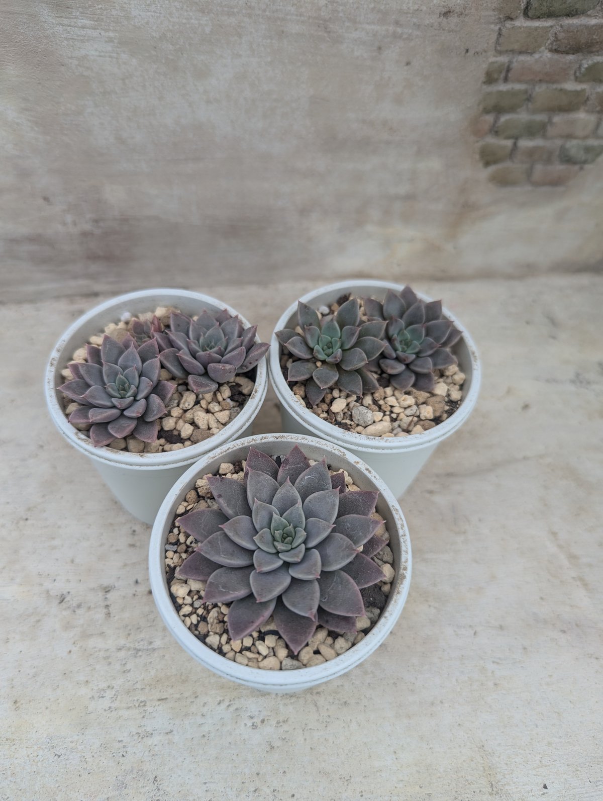 多肉植物　エルメス　韓国苗 エルメス エケベリア 抜き苗 | 多肉植物カット苗の通販