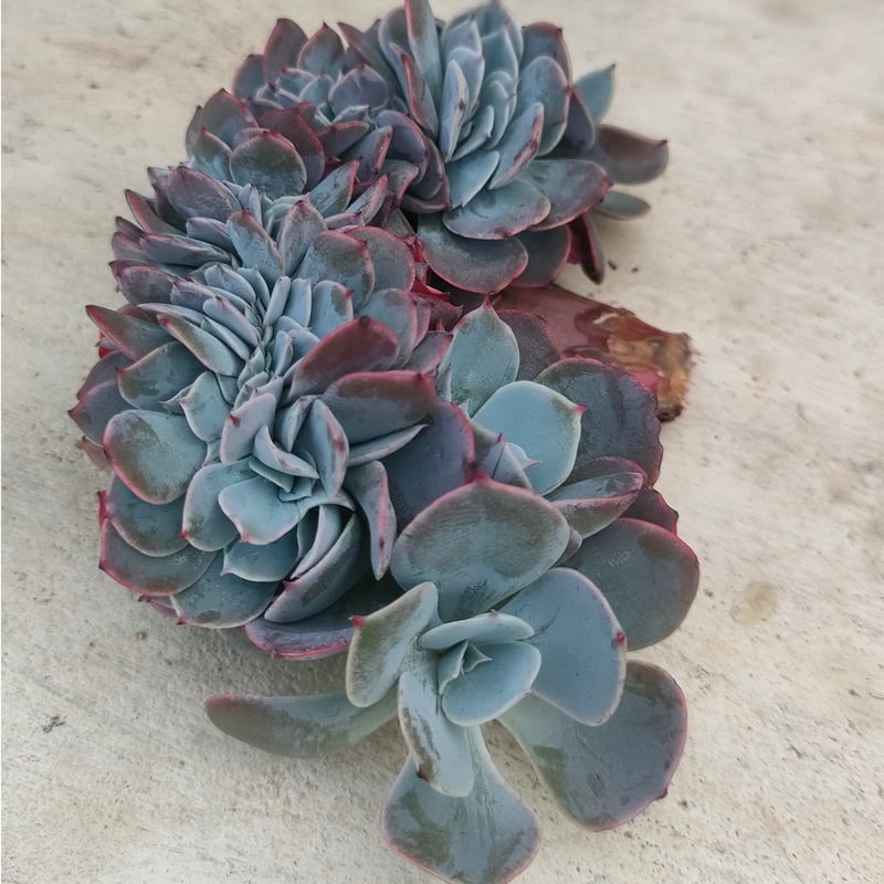 ルンヨニー綴化 エケベリア カット苗 | 多肉植物カット苗の通販 