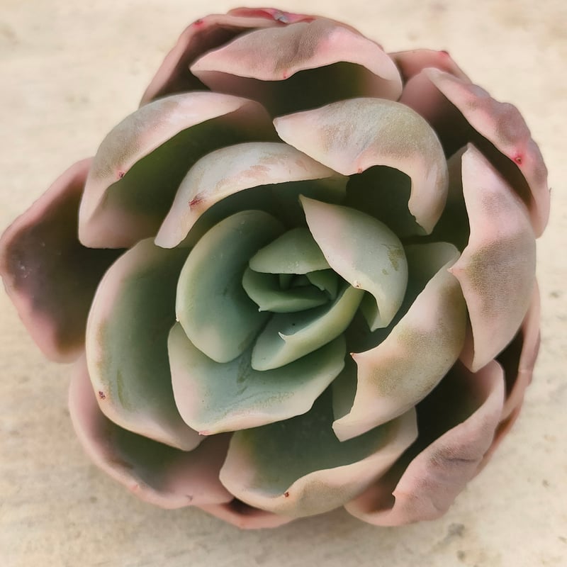 ピンクベイル錦　抜き苗　古株　頭沢山　多肉植物 エケベリア　特価 e84ea9ab1fb3ba53bc9d79d31c484d