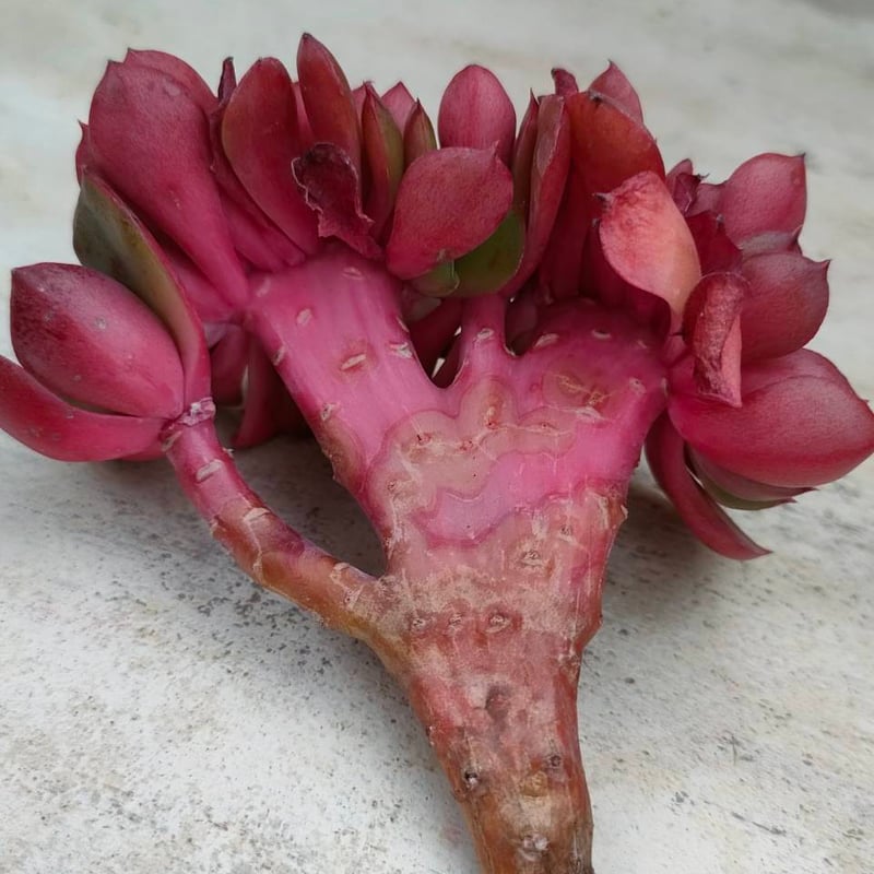 レッドクラウス綴化 エケベリア カット苗 | 多肉植物カット苗の