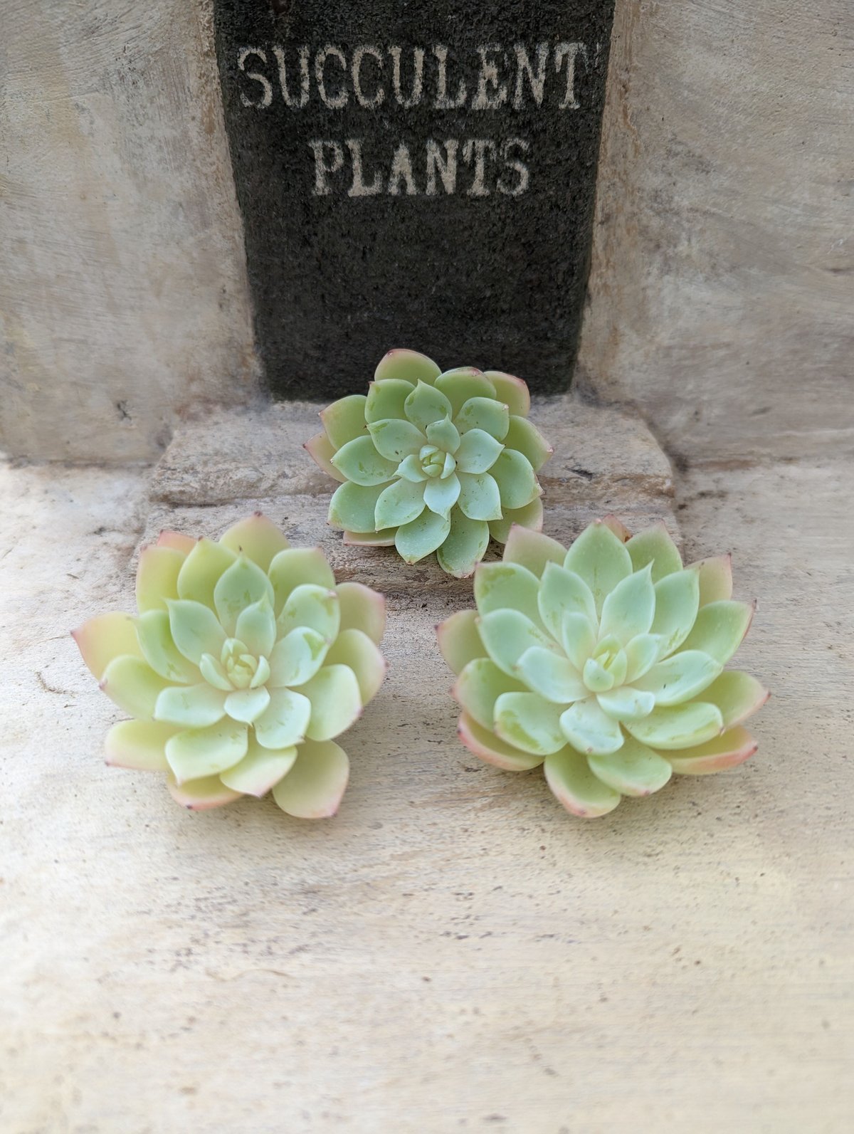 パンジー エケベリア カット苗 | 多肉植物カット苗の通販 | エケベリア