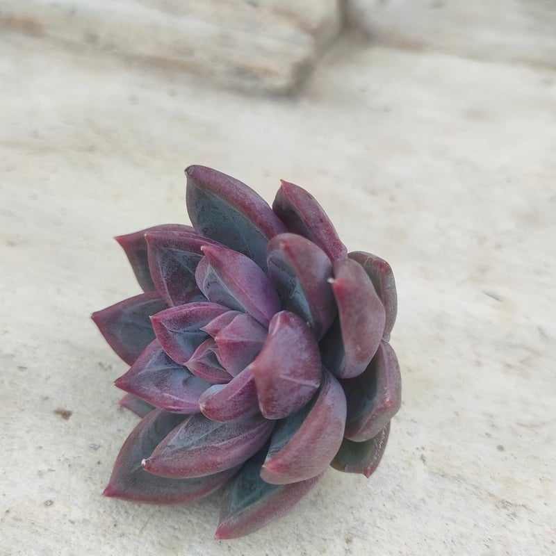 スコーン エケベリア カット苗 | 多肉植物カット苗の通販 | エケベリア