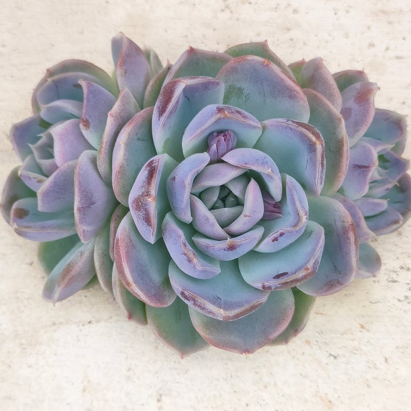 リッチブルー エケベリア カット苗 | 多肉植物カット苗の通販