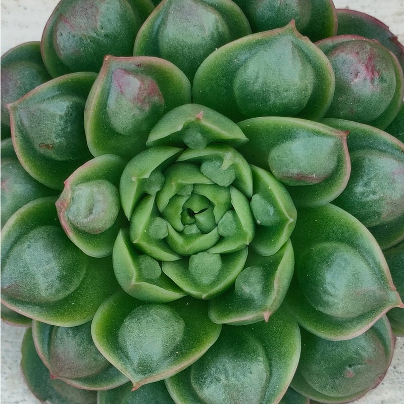 丸葉ロンギドロップス エケベリア カット苗 | 多肉植物カット苗の通販