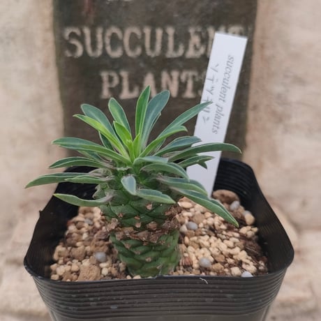 多肉植物カット苗の通販 | エケベリア(韓国苗)多肉植物専門店