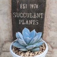 アリエル綴化 エケベリア カット苗 | 多肉植物カット苗の通販