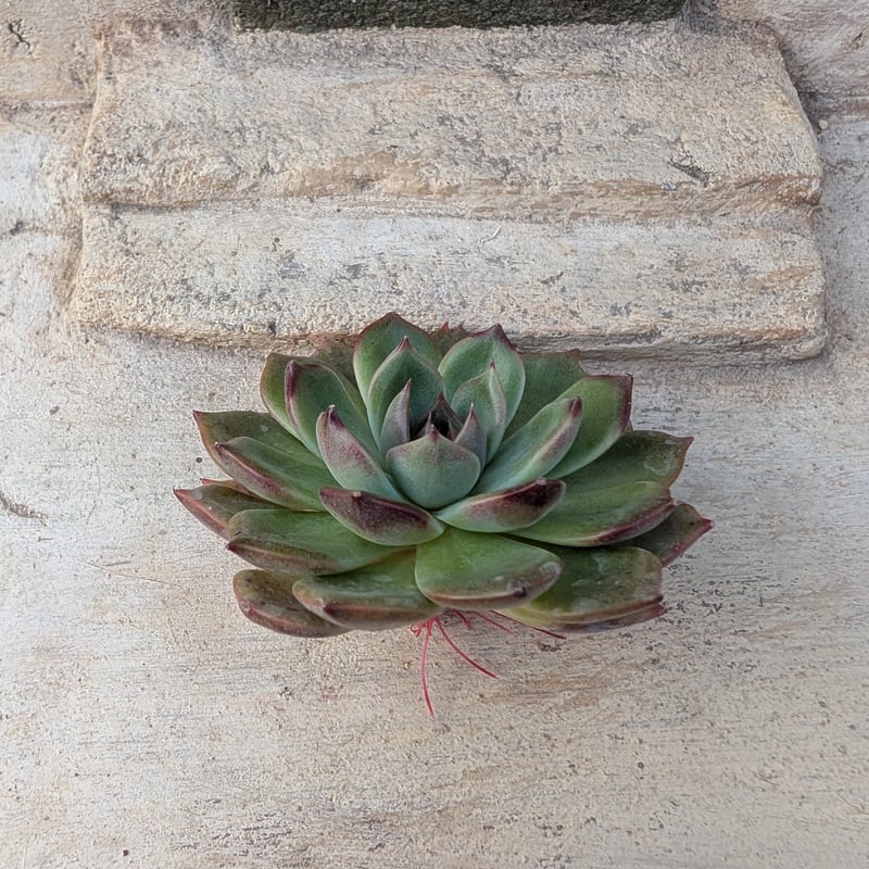 ブラックアイズ エケベリア カット苗 | 多肉植物カット苗の通販