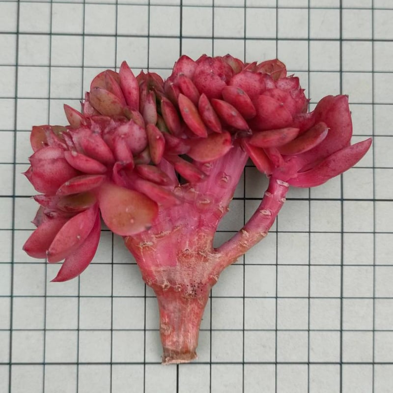 レッドクラウス綴化 エケベリア カット苗 | 多肉植物カット苗の通販