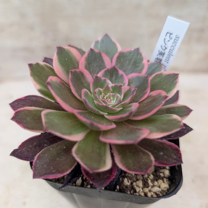 ピンク芙蓉 アエオニウム 土付き 宅急便発送 | 多肉植物カット苗の通販