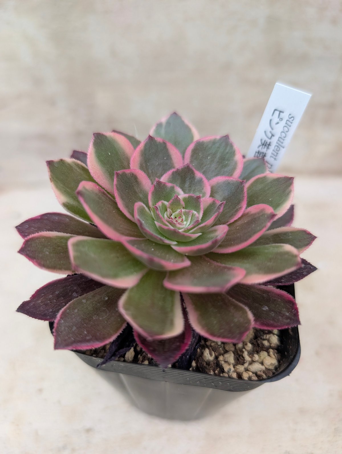 ピンク芙蓉 アエオニウム 土付き 宅急便発送 | 多肉植物カット苗の通販