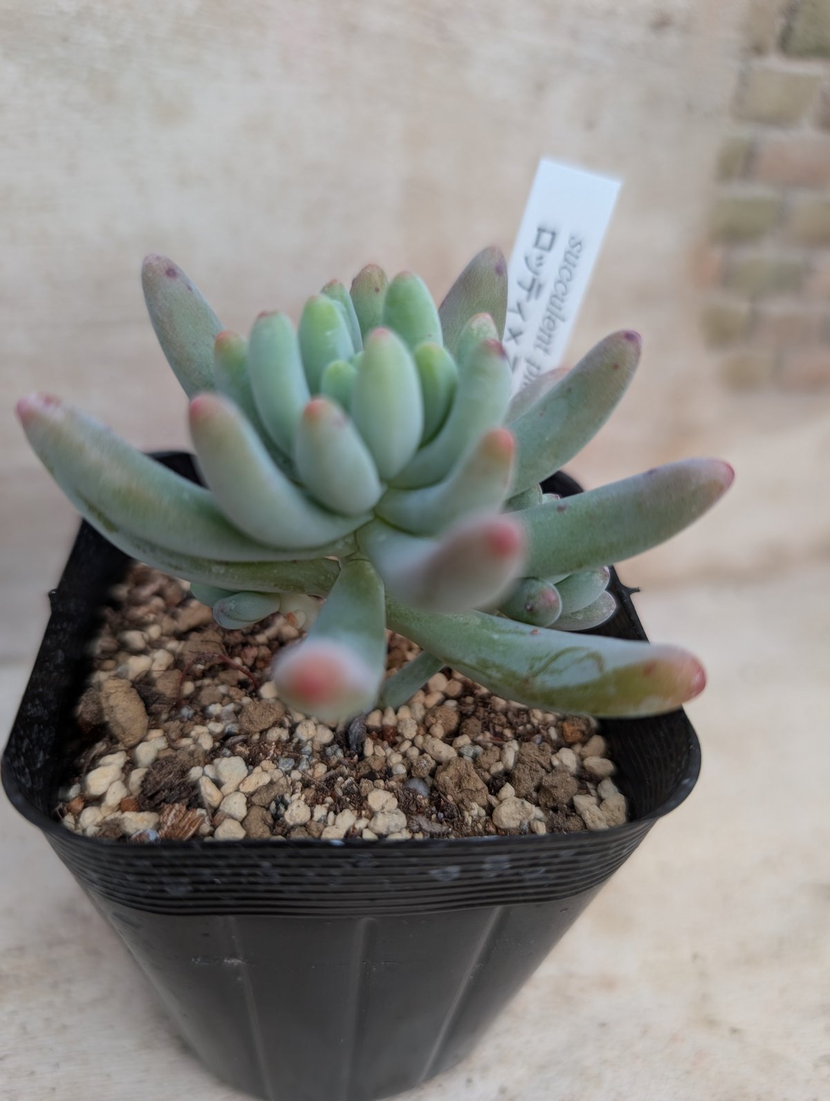 ロッティx乙女心 セダム交配 抜き苗 | 多肉植物カット苗の通販