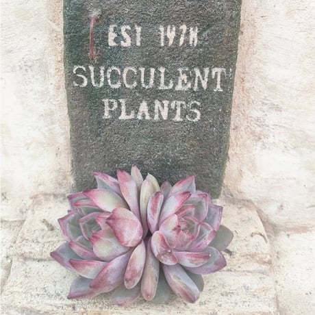 商品一覧 | 多肉植物カット苗の通販 | エケベリア(韓国苗)多肉植物専門