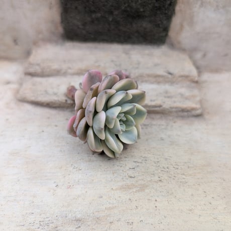 カ*す様 K1184 プロリフィカ 70株 多肉植物 抜き苗 エケベリア 韓国苗