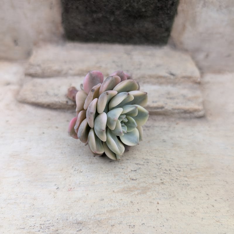 ピンクプリティ錦 グラプトベリア カット苗 | 多肉植物カット苗