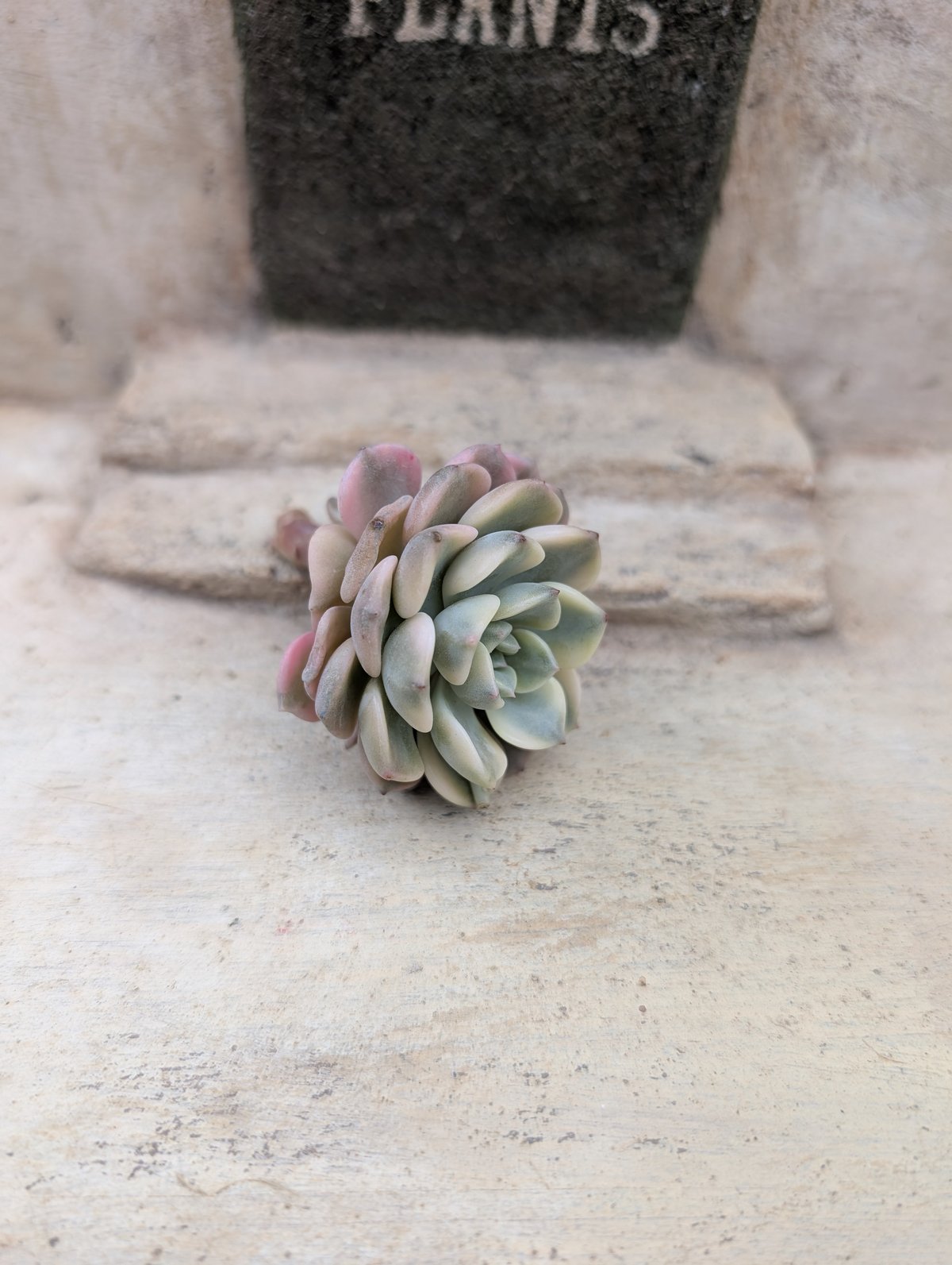 ピンクプリティ錦 グラプトベリア カット苗 | 多肉植物カット苗