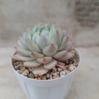 アイスエイジ錦 エケベリア カット苗 | 多肉植物カット苗の通販