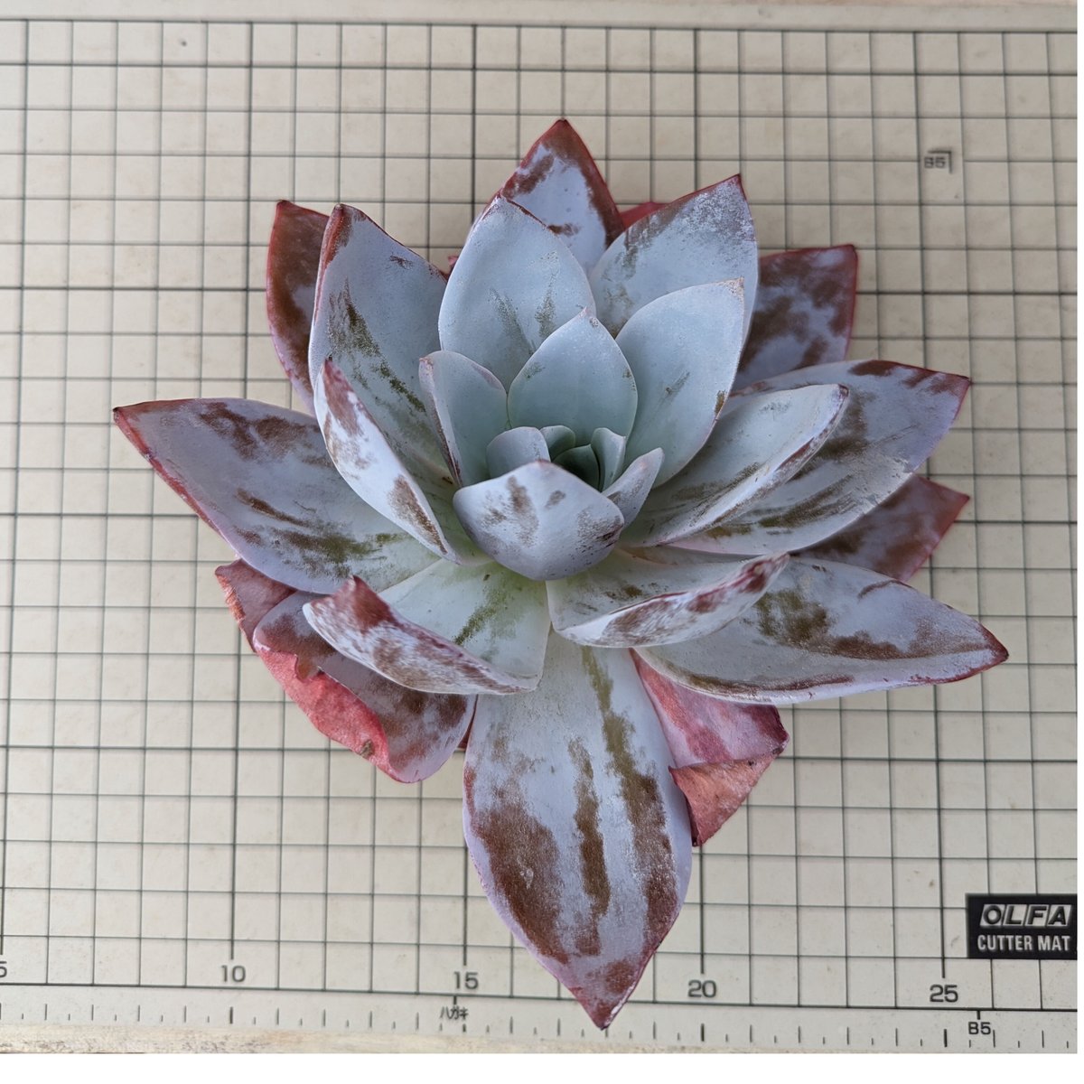 fit=scale-down,w=1200