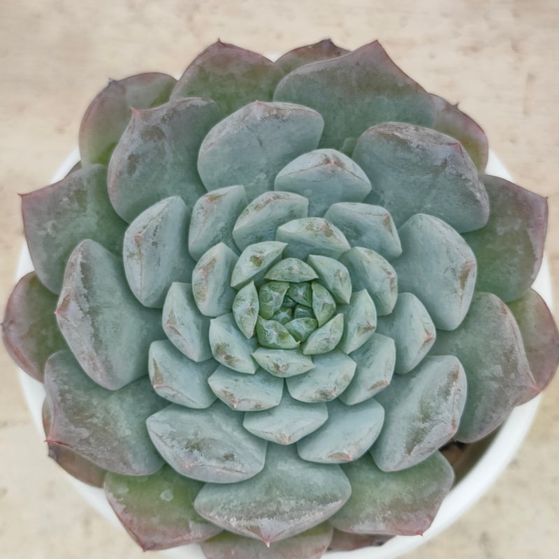 【美苗@880】アメイジンググレイス アメイジンググレイス エケベリア | 多肉植物カット苗の通販