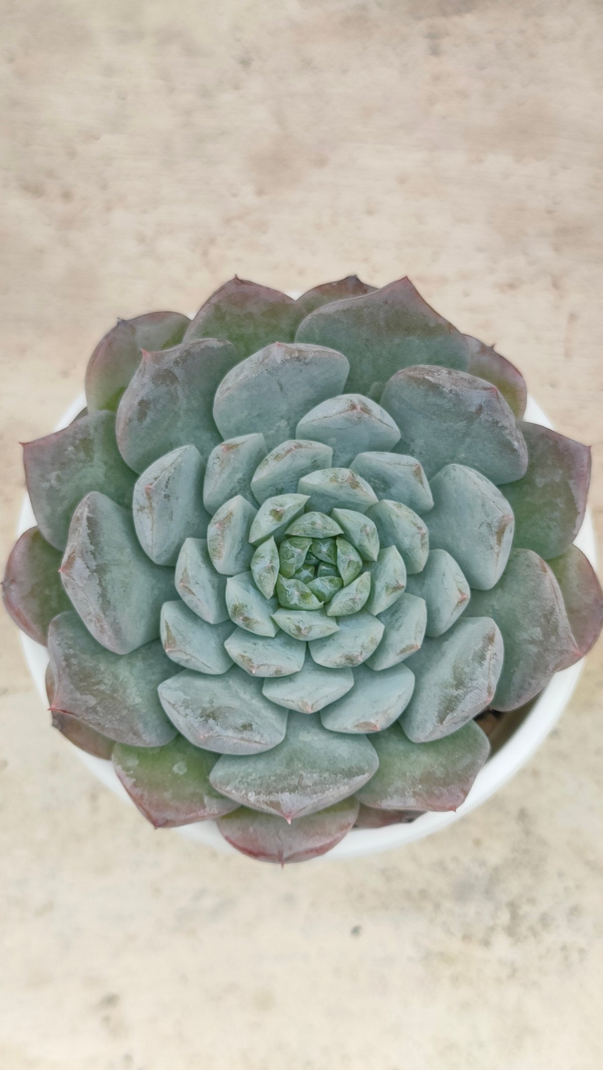 アメイジンググレイス エケベリア | 多肉植物カット苗の通販