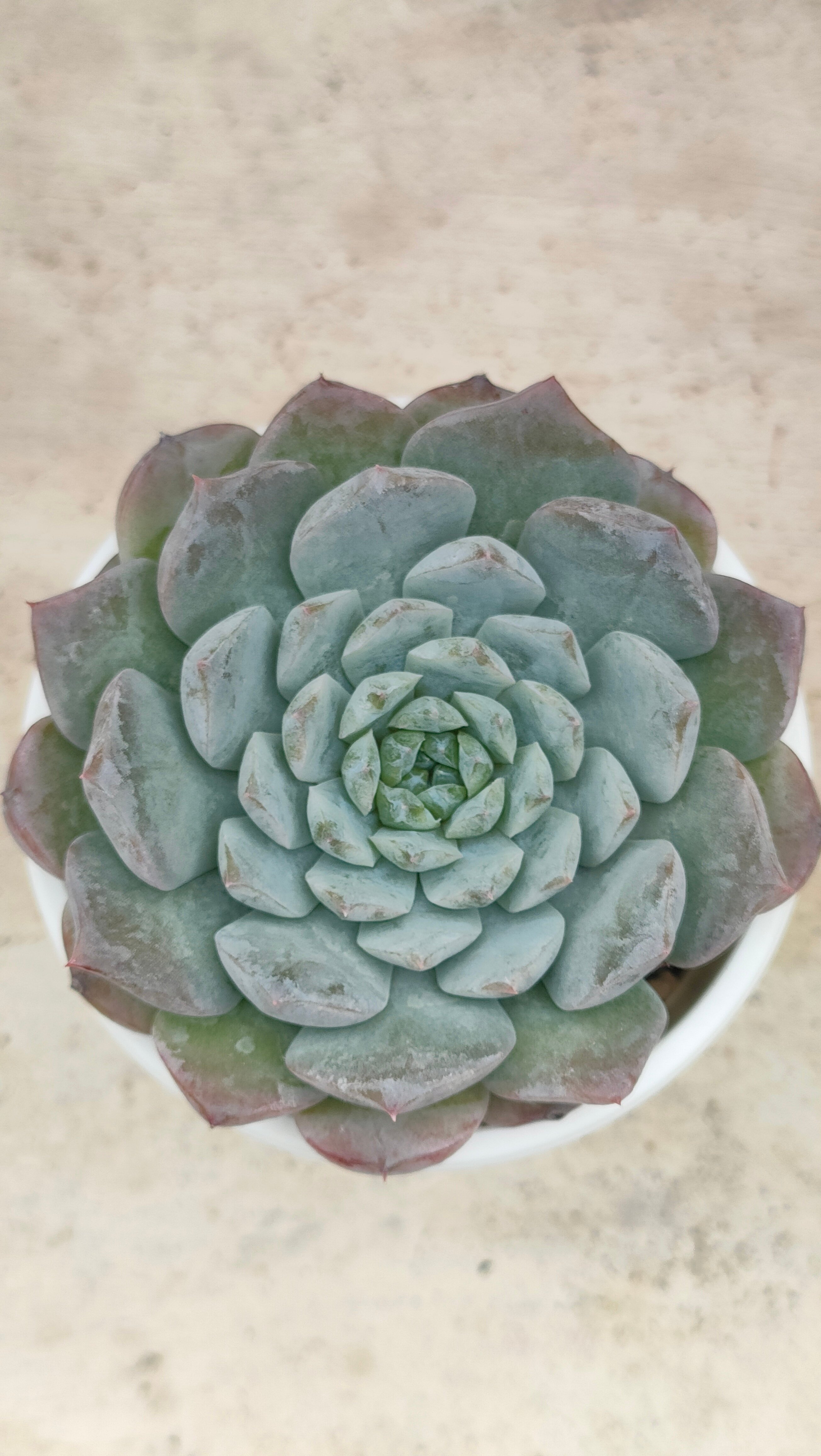 アメイジンググレイス エケベリア | 多肉植物カット苗の通販